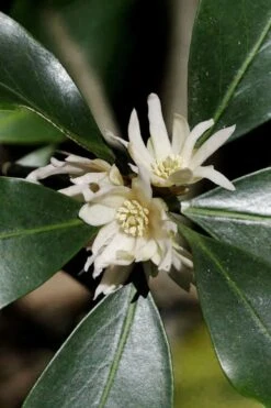 Purple Glaze Star Japanese Anise (Illicium Anisatum 'Muraski No Sato') - 3 Gallon Pot -Wilson Bros Gardens illicium anisatum murasake no sato purple glaze 9