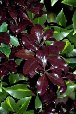 Purple Glaze Star Japanese Anise (Illicium Anisatum 'Muraski No Sato') - 3 Gallon Pot -Wilson Bros Gardens illicium anisatum purple glaze 3
