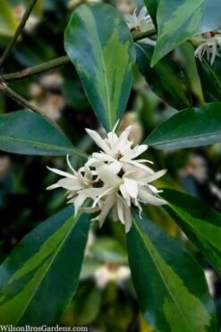 Purple Glaze Star Japanese Anise (Illicium Anisatum 'Muraski No Sato') - 3 Gallon Pot -Wilson Bros Gardens illicium anisatum purple glaze 5