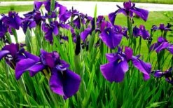 Temple Bells Japanese Iris (Iris Ensata) - 1 Gallon Pot -Wilson Bros Gardens iris ensata temple bells japanese iris 2
