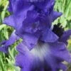 Speeding Again Reblooming Bearded Iris - 1 Gallon -Wilson Bros Gardens iris germanica speeding again 2