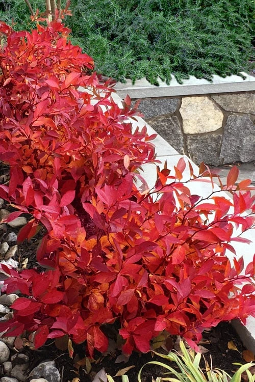 Scentlandia Sweetspire (Itea Virginica) - 3 Gallon Pot 6 Scentlandia Sweetspire (Itea Virginica) - 3 Gallon Pot - Image 4