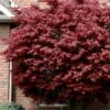 Bloodgood Red Leaf Japanese Maple - 2 Gallon Pot 2 Bloodgood Red Leaf Japanese Maple - 2 Gallon Pot -Wilson Bros Gardens japanese maple bloodgood 10 1