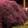 Crimson Queen Dwarf Japanese Maple - 1 Gallon Pot 2 Crimson Queen Dwarf Japanese Maple - 1 Gallon Pot -Wilson Bros Gardens japanese maple crimson queen 24