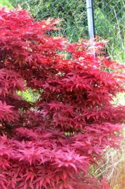 Fireglow Red Leaf Japanese Maple - 5 Gallon Pot (4.5-5.5') 15 Fireglow Red Leaf Japanese Maple - 5 Gallon Pot (4.5-5.5') -Wilson Bros Gardens japanese maple fireglow 11
