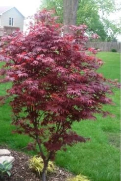 Fireglow Red Leaf Japanese Maple - 5 Gallon Pot (4.5-5.5') 14 Fireglow Red Leaf Japanese Maple - 5 Gallon Pot (4.5-5.5') -Wilson Bros Gardens japanese maple fireglow 12