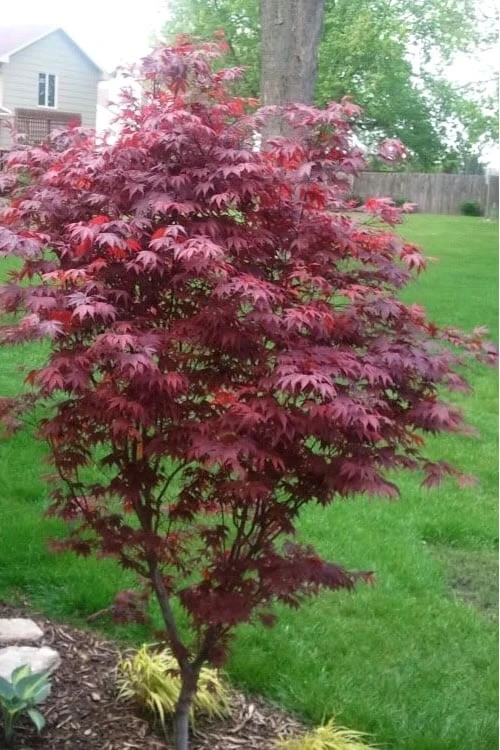 Fireglow Red Leaf Japanese Maple - 5 Gallon Pot (4.5-5.5') 7 Fireglow Red Leaf Japanese Maple - 5 Gallon Pot (4.5-5.5') - Image 5