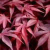 Fireglow Red Leaf Japanese Maple - 5 Gallon Pot (4.5-5.5') -Wilson Bros Gardens japanese maple fireglow 13
