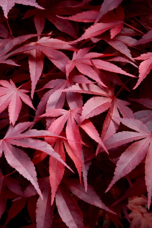 Fireglow Red Leaf Japanese Maple - 5 Gallon Pot (4.5-5.5') 3 Fireglow Red Leaf Japanese Maple - 5 Gallon Pot (4.5-5.5')