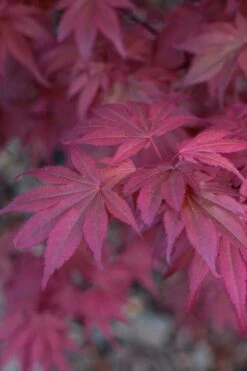 Skeeter's Broom Japanese Maple - 1 Gallon Pot 14 Skeeter's Broom Japanese Maple - 1 Gallon Pot -Wilson Bros Gardens japanese maple skeeters broom 8