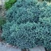 Blue Star Juniper - 1 Gallon Pot -Wilson Bros Gardens juniper blue star 11 2