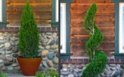 Spartan Juniper - 1 Gallon Pot -Wilson Bros Gardens juniper20spartan202