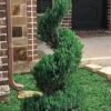 Blue Point Juniper Spiral Topiary - 7 Gallon Pot -Wilson Bros Gardens juniperus blue point juniper spiral topiary 101