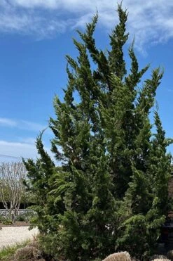 Kaizuka Twisted Juniper - 3 Gallon Pot -Wilson Bros Gardens juniperus chinensis kaizuka twisted juniper 5