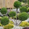 Sea Green Juniper Pom Pom Topiary - 3 Gallon Pot -Wilson Bros Gardens juniperus chinensis sea green pom pom topiary 2