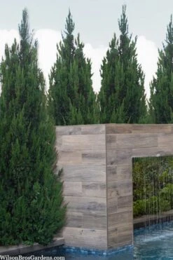 Spartan Juniper - 1 Gallon Pot -Wilson Bros Gardens juniperus chinensis spartan columnar juniper 20