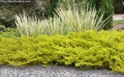 All Gold Golden Pacific Juniper - 3 Gallon Pot -Wilson Bros Gardens juniperus conferta all gold pacific shore juniper 21