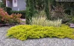 All Gold Golden Pacific Juniper - 3 Gallon Pot -Wilson Bros Gardens juniperus conferta all gold pacific shore juniper 22