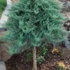 Blue Chip Juniper Tree Form Topiary - 3 Gallon Pot 1 Blue Chip Juniper Tree Form Topiary - 3 Gallon Pot -Wilson Bros Gardens juniperus horizontalis blue chip juniper topiary tree 1