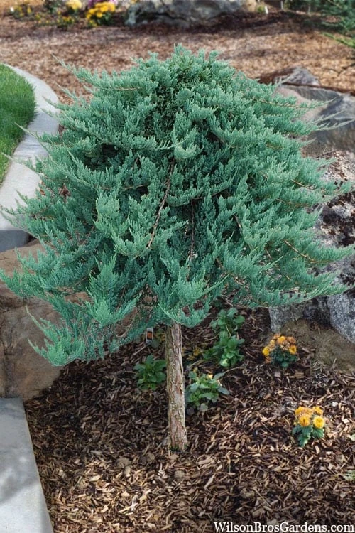 Blue Chip Juniper Tree Form Topiary - 3 Gallon Pot 3 Blue Chip Juniper Tree Form Topiary - 3 Gallon Pot