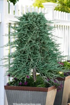 Blue Rug Juniper Tree Form Topiary - 3 Gallon Pot -Wilson Bros Gardens juniperus horizontalis wiltonii blue rug topiary tree form 2