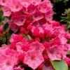 Raspberry Glow Mountain Laurel (Kalmia Latifolia) - 3 Gallon Pot -Wilson Bros Gardens kalmia latifolia raspberry glow 1