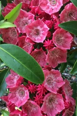 Raspberry Glow Mountain Laurel (Kalmia Latifolia) - 3 Gallon Pot -Wilson Bros Gardens kalmia latifolia raspberry glow 2