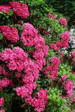 Raspberry Glow Mountain Laurel (Kalmia Latifolia) - 3 Gallon Pot -Wilson Bros Gardens kalmia latifolia raspberry glow 3
