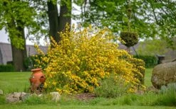Japanese Marigold Bush - Kerria Japonica 'Pleniflora' - 2.5 Quart Pot 14 Japanese Marigold Bush - Kerria Japonica 'Pleniflora' - 2.5 Quart Pot -Wilson Bros Gardens kerria japonica plenaflora japanese rose 3