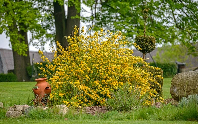 Japanese Marigold Bush - Kerria Japonica 'Pleniflora' - 2.5 Quart Pot 6 Japanese Marigold Bush - Kerria Japonica 'Pleniflora' - 2.5 Quart Pot - Image 4