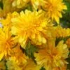 Japanese Marigold Bush - Kerria Japonica 'Pleniflora' - 2.5 Quart Pot
