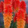 Poco Sunset Red Hot Poker (Kniphofia) - 1 Gallon Pot -Wilson Bros Gardens kniphofia poco sunset red hot poker 3