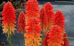 Poco Sunset Red Hot Poker (Kniphofia) - 1 Gallon Pot -Wilson Bros Gardens kniphofia poco sunset red hot poker 5