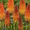Alcazar Red Hot Poker (Kniphofia) - 1 Gallon Pot 2 Alcazar Red Hot Poker (Kniphofia) - 1 Gallon Pot -Wilson Bros Gardens knophofia alcazar red hot poker 2