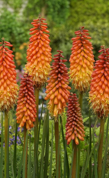 Alcazar Red Hot Poker (Kniphofia) - 1 Gallon Pot 3 Alcazar Red Hot Poker (Kniphofia) - 1 Gallon Pot