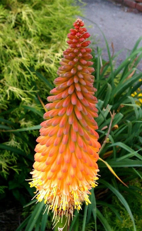 Alcazar Red Hot Poker (Kniphofia) - 1 Gallon Pot 8 Alcazar Red Hot Poker (Kniphofia) - 1 Gallon Pot - Image 6