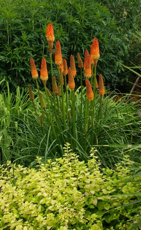 Alcazar Red Hot Poker (Kniphofia) - 1 Gallon Pot 7 Alcazar Red Hot Poker (Kniphofia) - 1 Gallon Pot - Image 5