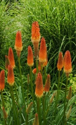 Alcazar Red Hot Poker (Kniphofia) - 1 Gallon Pot 11 Alcazar Red Hot Poker (Kniphofia) - 1 Gallon Pot -Wilson Bros Gardens knophofia alcazar red hot poker 5