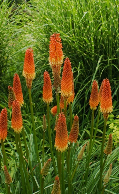 Alcazar Red Hot Poker (Kniphofia) - 1 Gallon Pot 6 Alcazar Red Hot Poker (Kniphofia) - 1 Gallon Pot - Image 4