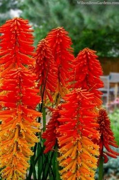 Poco Sunset Red Hot Poker (Kniphofia) - 1 Gallon Pot -Wilson Bros Gardens knophofia poco sunset red hot poker 1