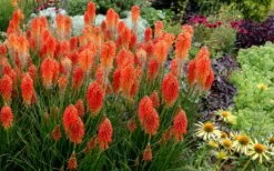 Poco Sunset Red Hot Poker (Kniphofia) - 1 Gallon Pot -Wilson Bros Gardens knophofia poco sunset red hot poker 2