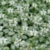 White Nancy Lamium - 5 Pack Of Pint Pots
