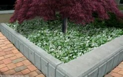 Purple Dragon Lamium - 1 Gallon Pot -Wilson Bros Gardens lamium maculatam white nancy spotted dead nettle 105 2