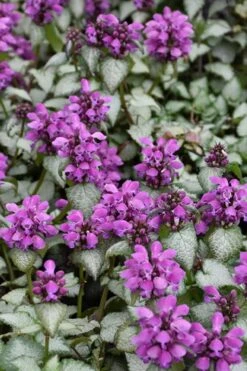 Purple Dragon Lamium - 1 Gallon Pot -Wilson Bros Gardens lamium maculatum purple dragon 3 1