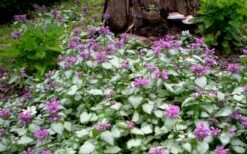 Purple Dragon Lamium - 6 Pack Of Pint Pots -Wilson Bros Gardens lamium maculatum purple dragon 4