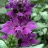 Purple Dragon Lamium - 1 Gallon Pot 2 Purple Dragon Lamium - 1 Gallon Pot -Wilson Bros Gardens lamium maculatum purple dragon 5 1