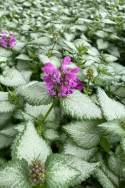 Purple Dragon Lamium - 6 Pack Of Pint Pots -Wilson Bros Gardens lamium maculatum purple dragon 7