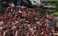 Rejoyce Coast Leucothoe (Leucothoe Axillaris) - 3 Gallon Pot -Wilson Bros Gardens leucothoe axillaris rejoyce 10