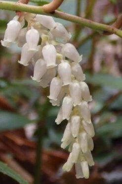 Rejoyce Coast Leucothoe (Leucothoe Axillaris) - 3 Gallon Pot -Wilson Bros Gardens leucothoe axillaris rejoyce 11
