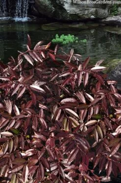 Rejoyce Coast Leucothoe (Leucothoe Axillaris) - 3 Gallon Pot -Wilson Bros Gardens leucothoe axillaris rejoyce 3